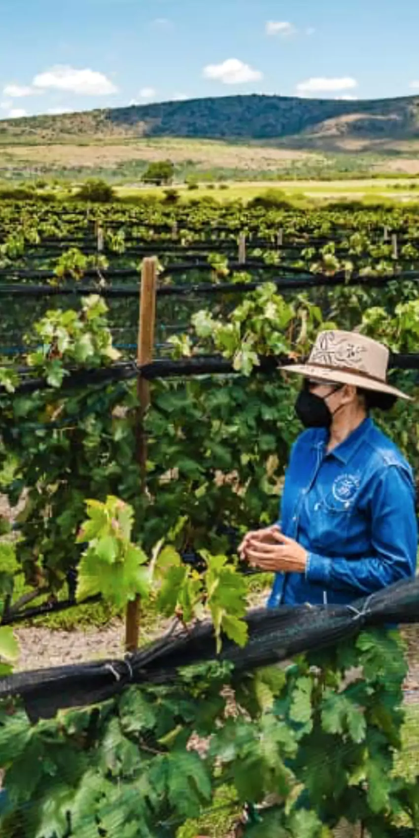 wow-wine-club-tres-raices-vinedo-1